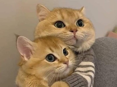 NEED MONEY TO HELP CATS