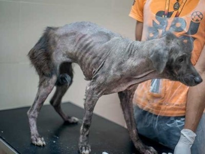 Sterilisation and shelter stray and abandonded dogs, boost adoptions