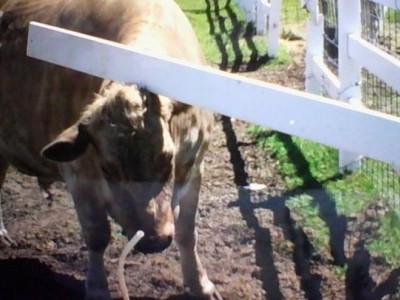 Steel Fencing To Protect Boo Boo!