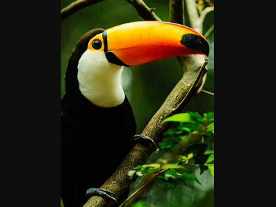 Supporting Multilingual Digital Content Creation