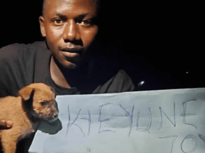 Joy Rescue Dog Foundation.