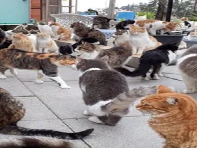 Saving a Dream - Tala Cats Medical Facility