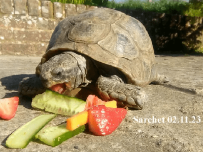 Save Toby the Tortoise - Covering Vet Bills