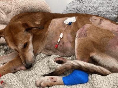 Donate to Help Support RED’s Vet Bill