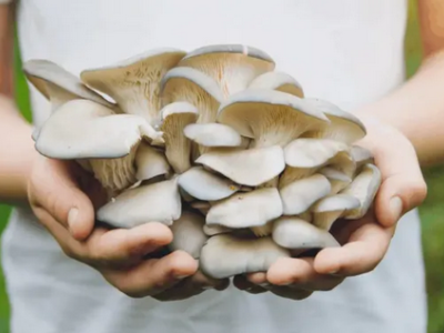 Support for mass production of oyster mushrooms for domestic and exports