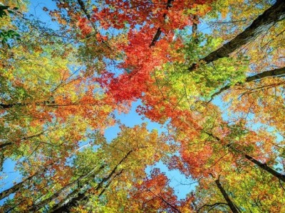 Vy's Birthday Fundraiser for Nature.org