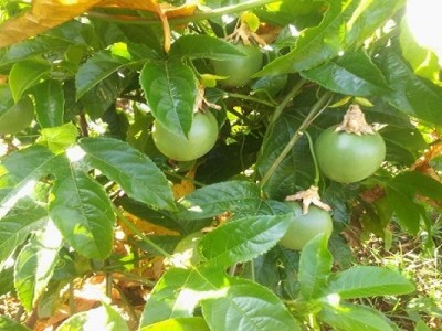 project of  passion fruits farming and expansion Rwanda , Gicumbi,Rulindo